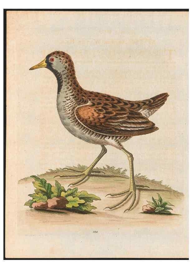 Reproducción/Reproduction 48858630646: A natural history of uncommon birds :. London :Printed for the author, at the College of Physicians in Warwick-Lane,1743-1751.. 