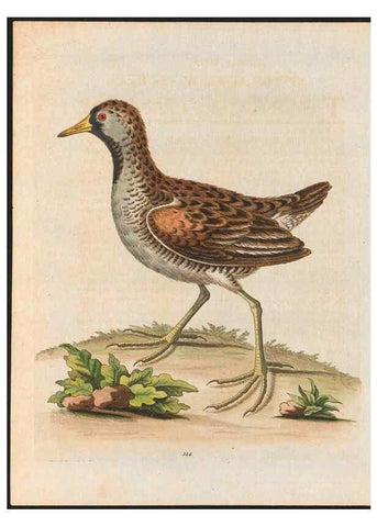 Reproducción/Reproduction 48858630646: A natural history of uncommon birds :. London :Printed for the author, at the College of Physicians in Warwick-Lane,1743-1751.. 
