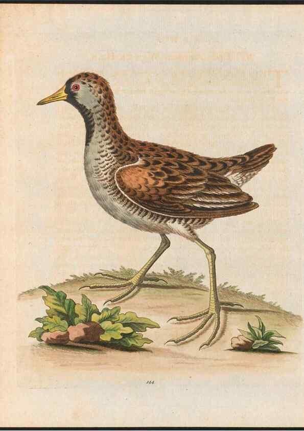 Reproducción/Reproduction 48858630646: A natural history of uncommon birds :. London :Printed for the author, at the College of Physicians in Warwick-Lane,1743-1751.. 