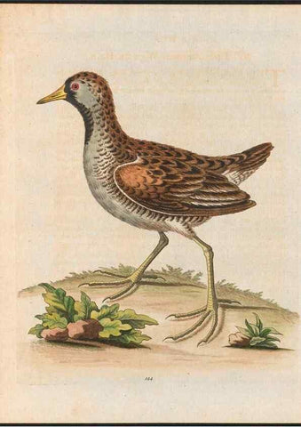 Reproducción/Reproduction 48858630646: A natural history of uncommon birds :. London :Printed for the author, at the College of Physicians in Warwick-Lane,1743-1751.. 
