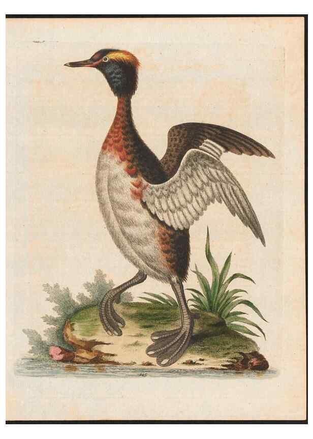 Reproducción/Reproduction 48858630941: A natural history of uncommon birds :. London :Printed for the author, at the College of Physicians in Warwick-Lane,1743-1751.. 