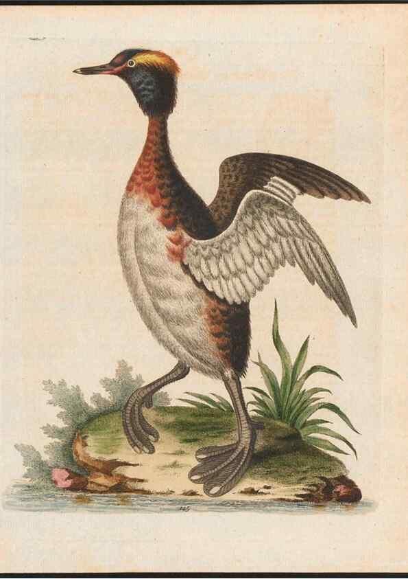 Reproducción/Reproduction 48858630941: A natural history of uncommon birds :. London :Printed for the author, at the College of Physicians in Warwick-Lane,1743-1751.. 