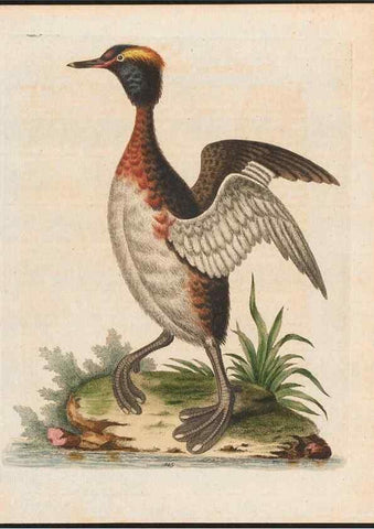 Reproducción/Reproduction 48858630941: A natural history of uncommon birds :. London :Printed for the author, at the College of Physicians in Warwick-Lane,1743-1751.. 