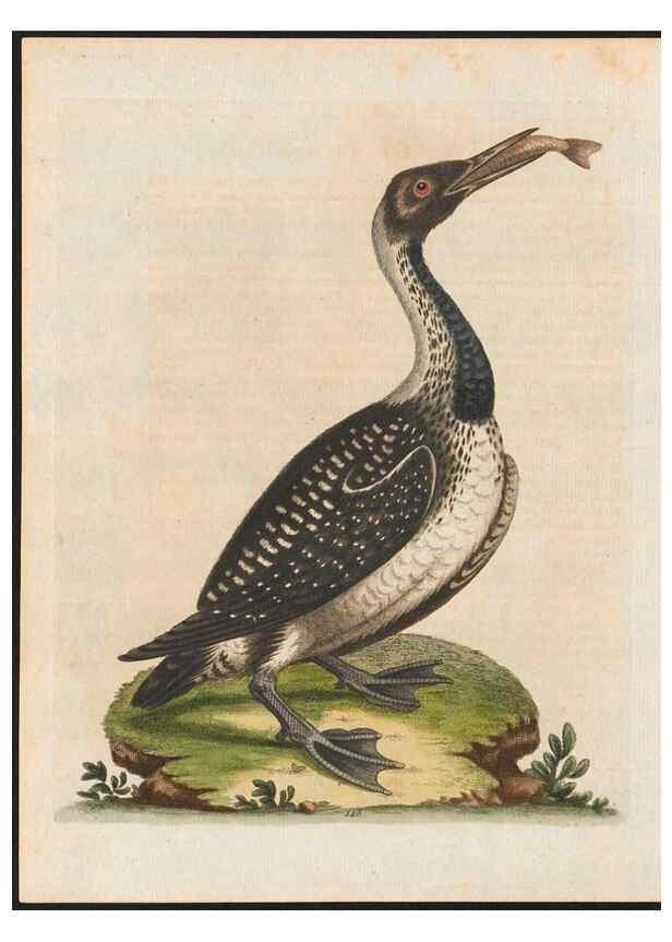 Reproducción/Reproduction 48858631256: A natural history of uncommon birds :. London :Printed for the author, at the College of Physicians in Warwick-Lane,1743-1751.. 