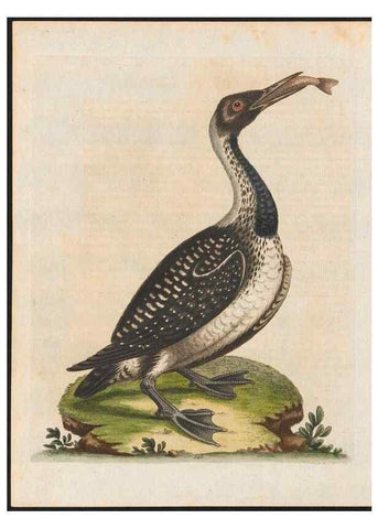 Reproducción/Reproduction 48858631256: A natural history of uncommon birds :. London :Printed for the author, at the College of Physicians in Warwick-Lane,1743-1751.. 