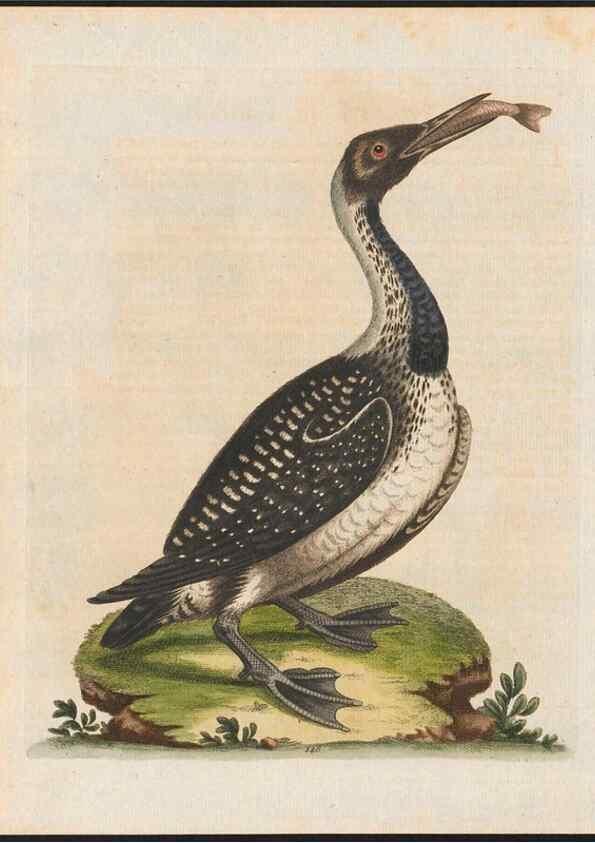 Reproducción/Reproduction 48858631256: A natural history of uncommon birds :. London :Printed for the author, at the College of Physicians in Warwick-Lane,1743-1751.. 