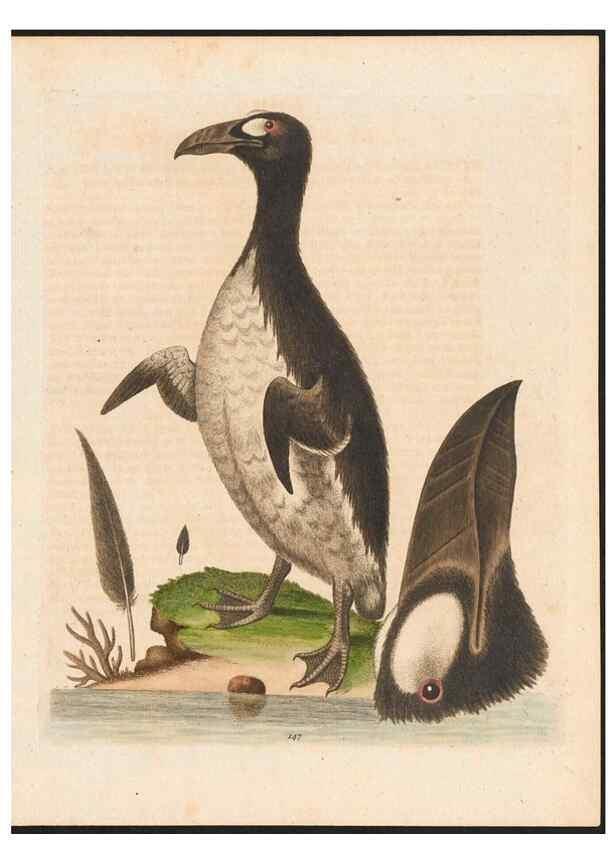 Reproducción/Reproduction 48858631586: A natural history of uncommon birds :. London :Printed for the author, at the College of Physicians in Warwick-Lane,1743-1751.. 