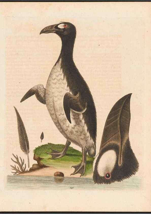 Reproducción/Reproduction 48858631586: A natural history of uncommon birds :. London :Printed for the author, at the College of Physicians in Warwick-Lane,1743-1751.. 