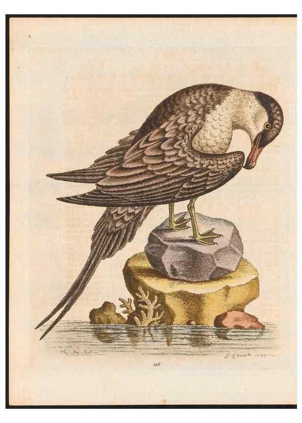 Reproducción/Reproduction 48858274718: A natural history of uncommon birds :. London :Printed for the author, at the College of Physicians in Warwick-Lane,1743-1751.. 