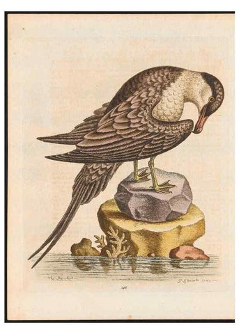 Reproducción/Reproduction 48858274718: A natural history of uncommon birds :. London :Printed for the author, at the College of Physicians in Warwick-Lane,1743-1751.. 