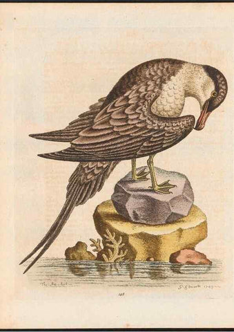 Reproducción/Reproduction 48858274718: A natural history of uncommon birds :. London :Printed for the author, at the College of Physicians in Warwick-Lane,1743-1751.. 