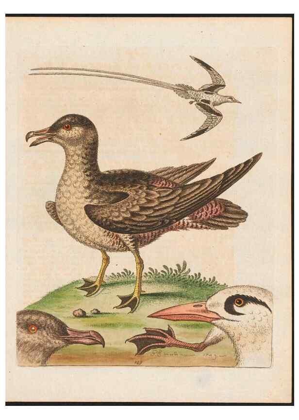Reproducción/Reproduction 48858826092: A natural history of uncommon birds :. London :Printed for the author, at the College of Physicians in Warwick-Lane,1743-1751.. 