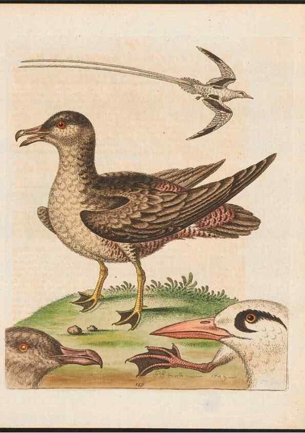 Reproducción/Reproduction 48858826092: A natural history of uncommon birds :. London :Printed for the author, at the College of Physicians in Warwick-Lane,1743-1751.. 