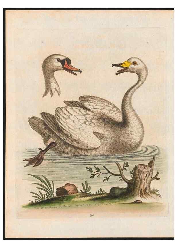 Reproducción/Reproduction 48858632676: A natural history of uncommon birds :. London :Printed for the author, at the College of Physicians in Warwick-Lane,1743-1751.. 