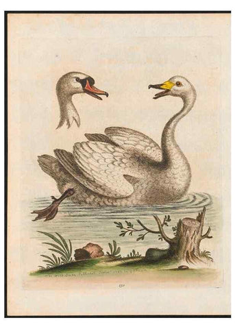 Reproducción/Reproduction 48858632676: A natural history of uncommon birds :. London :Printed for the author, at the College of Physicians in Warwick-Lane,1743-1751.. 