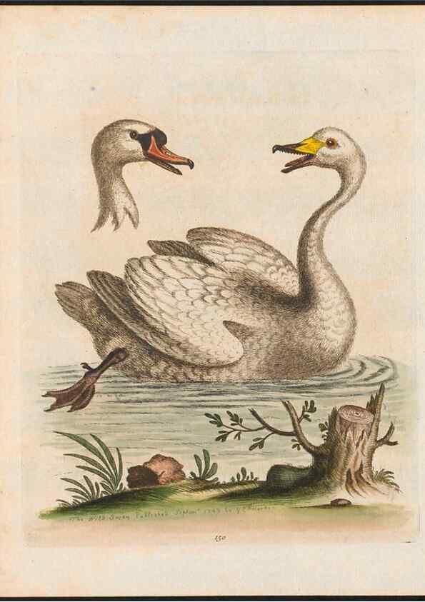 Reproducción/Reproduction 48858632676: A natural history of uncommon birds :. London :Printed for the author, at the College of Physicians in Warwick-Lane,1743-1751.. 