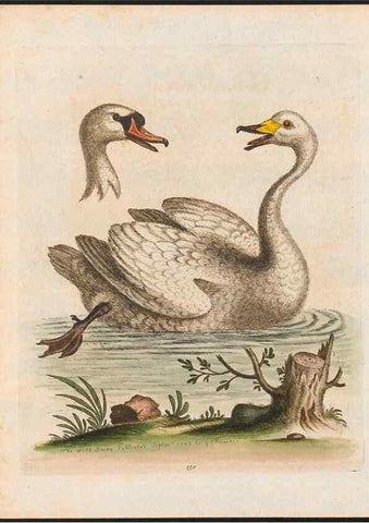 Reproducción/Reproduction 48858632676: A natural history of uncommon birds :. London :Printed for the author, at the College of Physicians in Warwick-Lane,1743-1751.. 