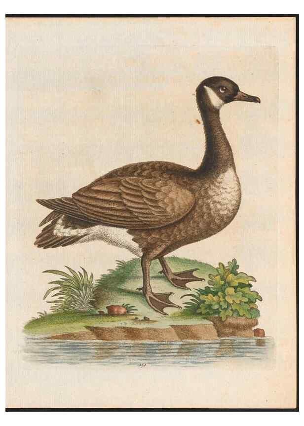 Reproducción/Reproduction 48858826827: A natural history of uncommon birds :. London :Printed for the author, at the College of Physicians in Warwick-Lane,1743-1751.. 