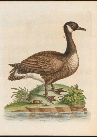 Reproducción/Reproduction 48858826827: A natural history of uncommon birds :. London :Printed for the author, at the College of Physicians in Warwick-Lane,1743-1751.. 