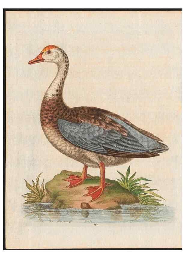 Reproducción/Reproduction 48858275888: A natural history of uncommon birds :. London :Printed for the author, at the College of Physicians in Warwick-Lane,1743-1751.. 