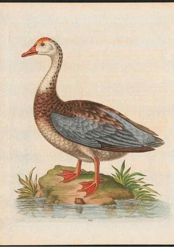 Reproducción/Reproduction 48858275888: A natural history of uncommon birds :. London :Printed for the author, at the College of Physicians in Warwick-Lane,1743-1751.. 