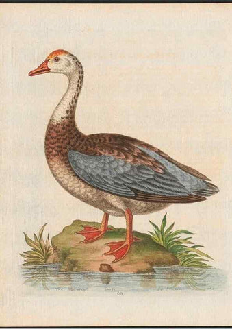 Reproducción/Reproduction 48858275888: A natural history of uncommon birds :. London :Printed for the author, at the College of Physicians in Warwick-Lane,1743-1751.. 