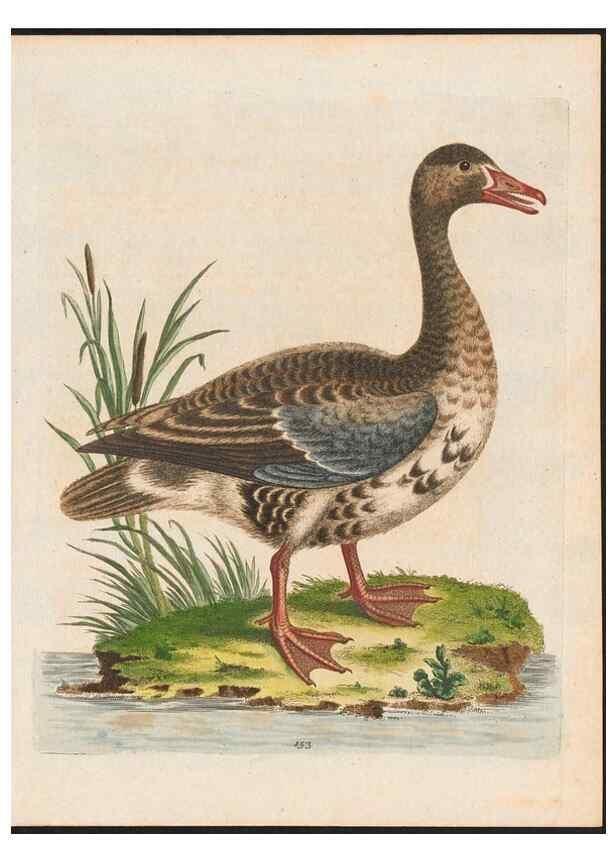 Reproducción/Reproduction 48858633691: A natural history of uncommon birds :. London :Printed for the author, at the College of Physicians in Warwick-Lane,1743-1751.. 