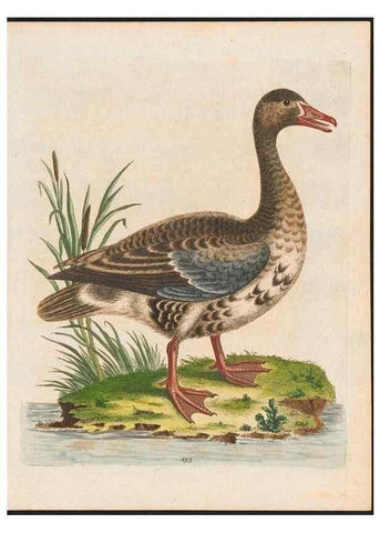 Reproducción/Reproduction 48858633691: A natural history of uncommon birds :. London :Printed for the author, at the College of Physicians in Warwick-Lane,1743-1751.. 