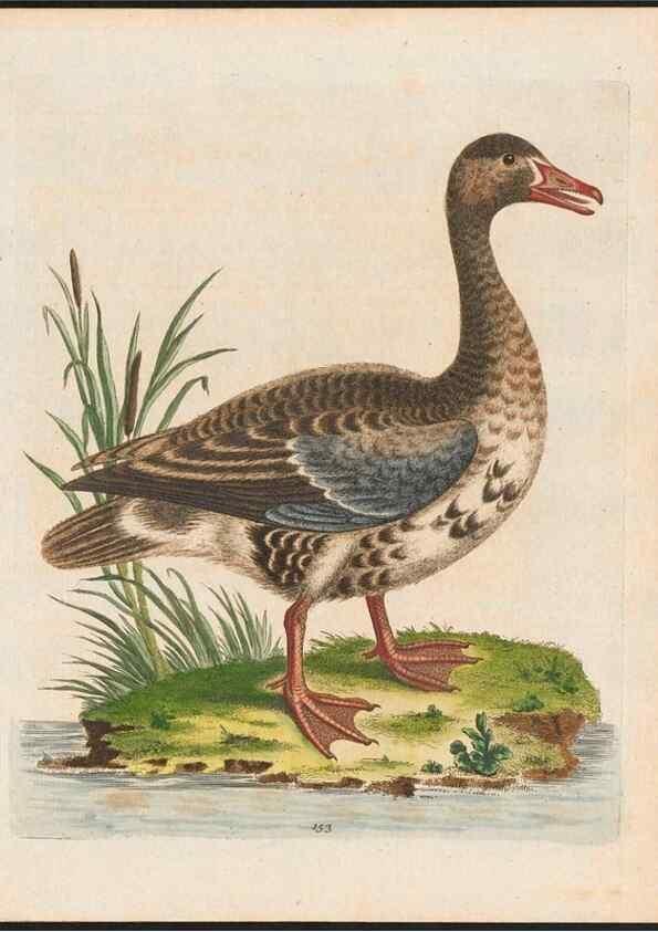 Reproducción/Reproduction 48858633691: A natural history of uncommon birds :. London :Printed for the author, at the College of Physicians in Warwick-Lane,1743-1751.. 