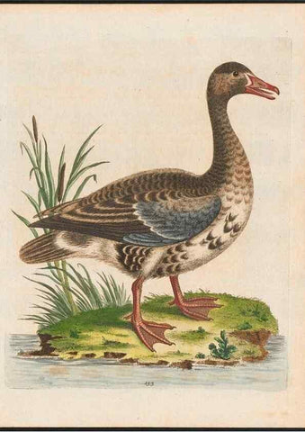 Reproducción/Reproduction 48858633691: A natural history of uncommon birds :. London :Printed for the author, at the College of Physicians in Warwick-Lane,1743-1751.. 