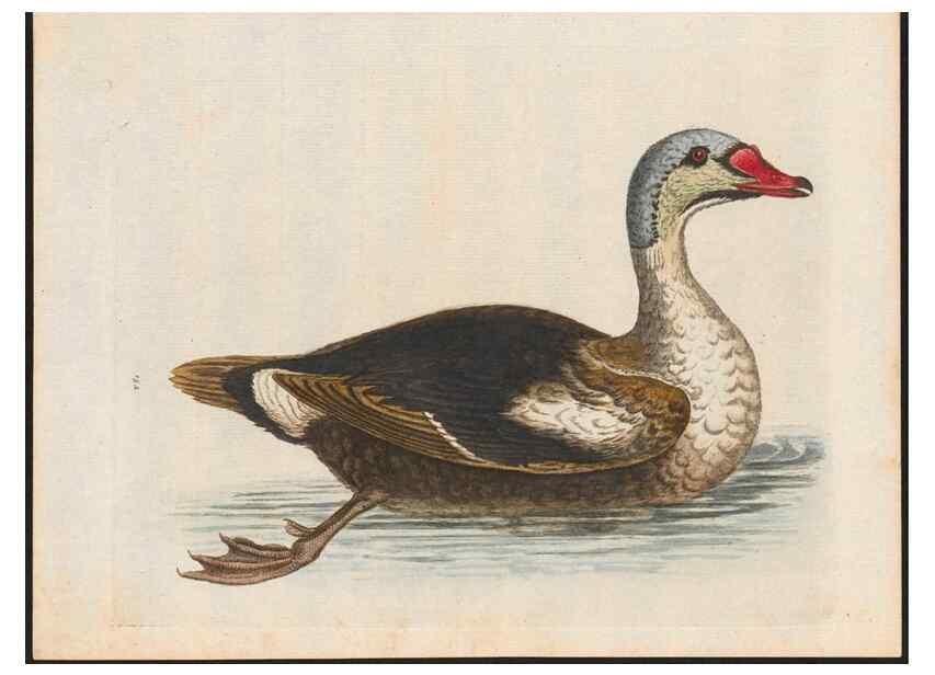 Reproducción/Reproduction 48858827897: A natural history of uncommon birds :. London :Printed for the author, at the College of Physicians in Warwick-Lane,1743-1751.. 