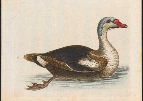 Reproducción/Reproduction 48858827897: A natural history of uncommon birds :. London :Printed for the author, at the College of Physicians in Warwick-Lane,1743-1751.. 