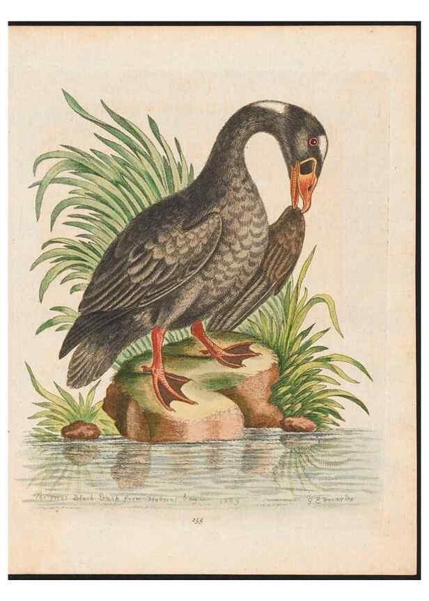 Reproducción/Reproduction 48858634361: A natural history of uncommon birds :. London :Printed for the author, at the College of Physicians in Warwick-Lane,1743-1751.. 
