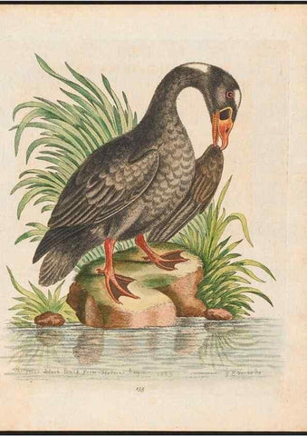 Reproducción/Reproduction 48858634361: A natural history of uncommon birds :. London :Printed for the author, at the College of Physicians in Warwick-Lane,1743-1751.. 
