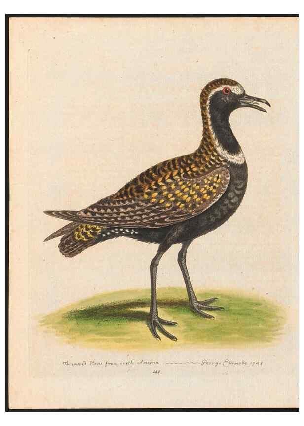 Reproducción/Reproduction 48858272073: A natural history of uncommon birds :. London :Printed for the author, at the College of Physicians in Warwick-Lane,1743-1751.. 