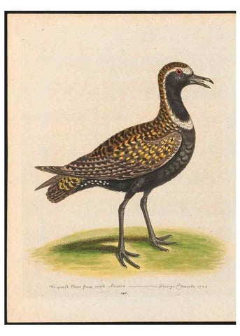 Reproducción/Reproduction 48858272073: A natural history of uncommon birds :. London :Printed for the author, at the College of Physicians in Warwick-Lane,1743-1751.. 