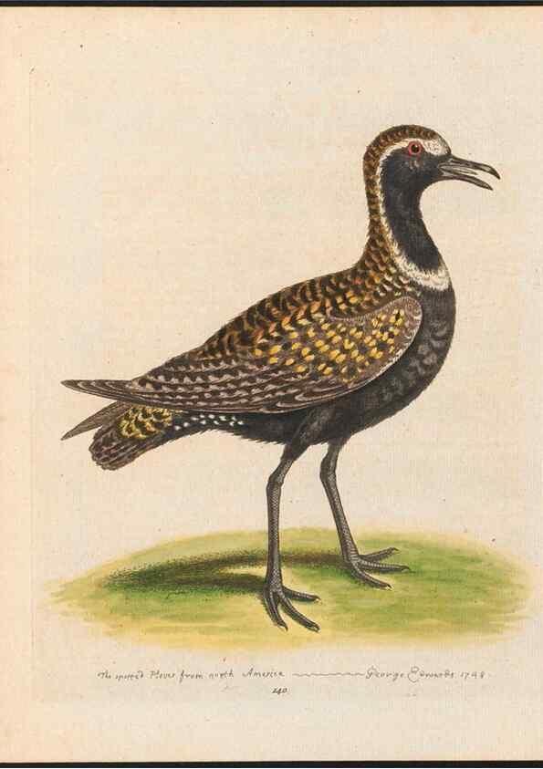 Reproducción/Reproduction 48858272073: A natural history of uncommon birds :. London :Printed for the author, at the College of Physicians in Warwick-Lane,1743-1751.. 
