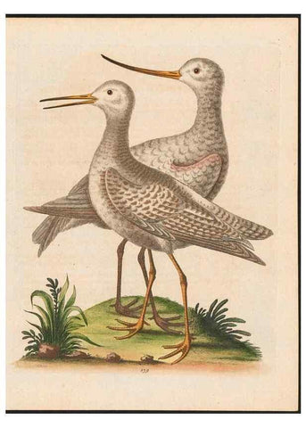 Reproducción/Reproduction 48858271788: A natural history of uncommon birds :. London :Printed for the author, at the College of Physicians in Warwick-Lane,1743-1751.. 