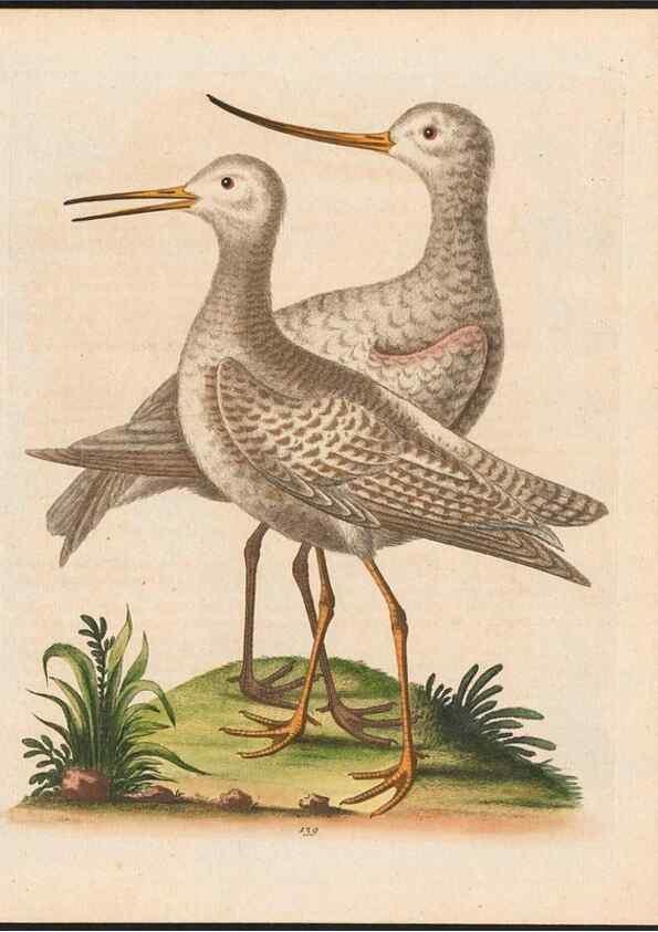 Reproducción/Reproduction 48858271788: A natural history of uncommon birds :. London :Printed for the author, at the College of Physicians in Warwick-Lane,1743-1751.. 