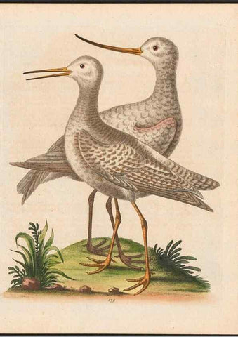 Reproducción/Reproduction 48858271788: A natural history of uncommon birds :. London :Printed for the author, at the College of Physicians in Warwick-Lane,1743-1751.. 