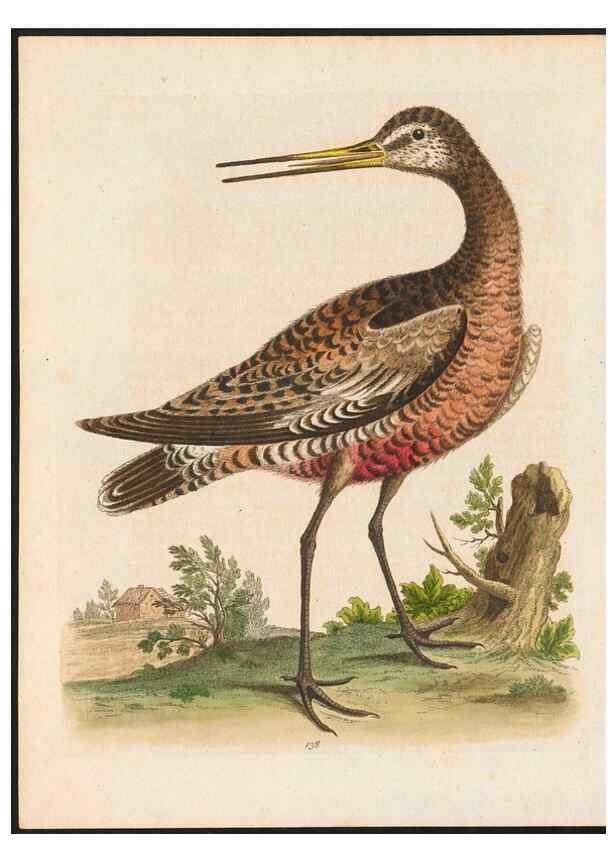 Reproducción/Reproduction 48858271368: A natural history of uncommon birds :. London :Printed for the author, at the College of Physicians in Warwick-Lane,1743-1751.. 