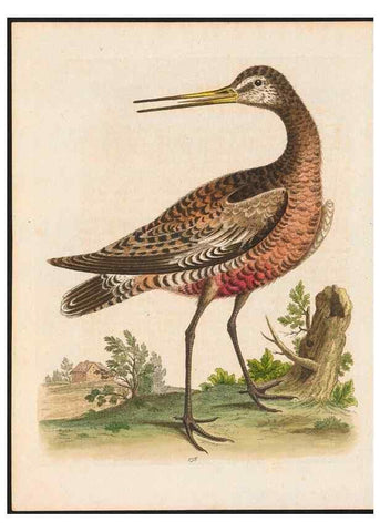 Reproducción/Reproduction 48858271368: A natural history of uncommon birds :. London :Printed for the author, at the College of Physicians in Warwick-Lane,1743-1751.. 
