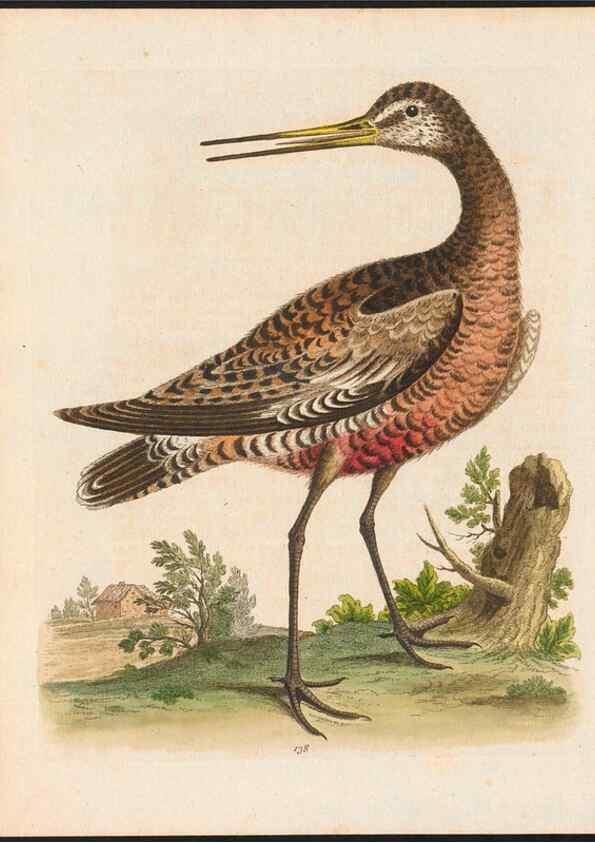 Reproducción/Reproduction 48858271368: A natural history of uncommon birds :. London :Printed for the author, at the College of Physicians in Warwick-Lane,1743-1751.. 
