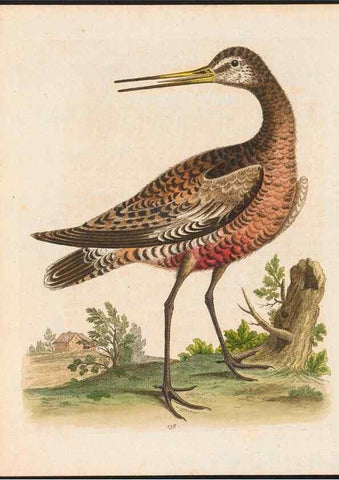 Reproducción/Reproduction 48858271368: A natural history of uncommon birds :. London :Printed for the author, at the College of Physicians in Warwick-Lane,1743-1751.. 
