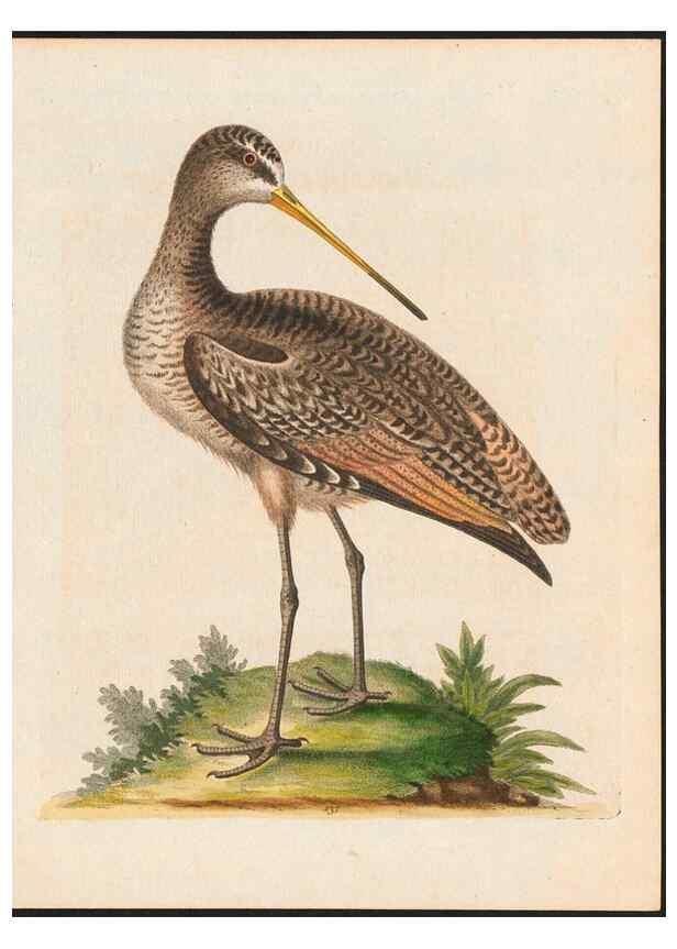 Reproducción/Reproduction 48858822132: A natural history of uncommon birds :. London :Printed for the author, at the College of Physicians in Warwick-Lane,1743-1751.. 