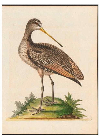Reproducción/Reproduction 48858822132: A natural history of uncommon birds :. London :Printed for the author, at the College of Physicians in Warwick-Lane,1743-1751.. 
