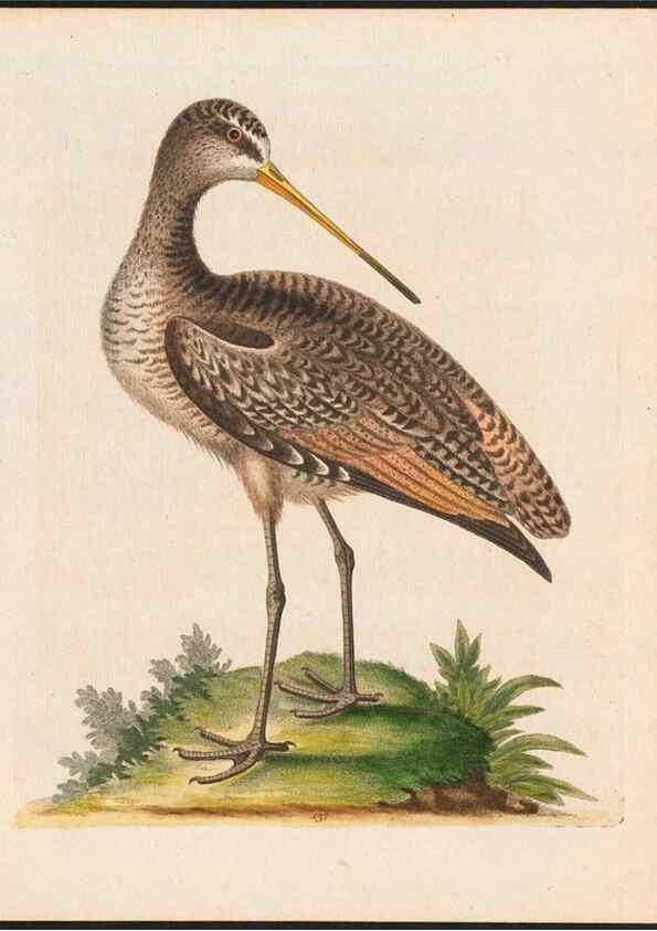 Reproducción/Reproduction 48858822132: A natural history of uncommon birds :. London :Printed for the author, at the College of Physicians in Warwick-Lane,1743-1751.. 