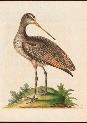Reproducción/Reproduction 48858822132: A natural history of uncommon birds :. London :Printed for the author, at the College of Physicians in Warwick-Lane,1743-1751.. 