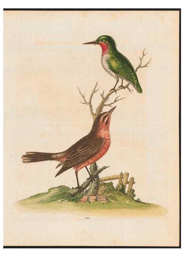 Reproducción/Reproduction 48858816857: A natural history of uncommon birds :. London :Printed for the author, at the College of Physicians in Warwick-Lane,1743-1751.. 