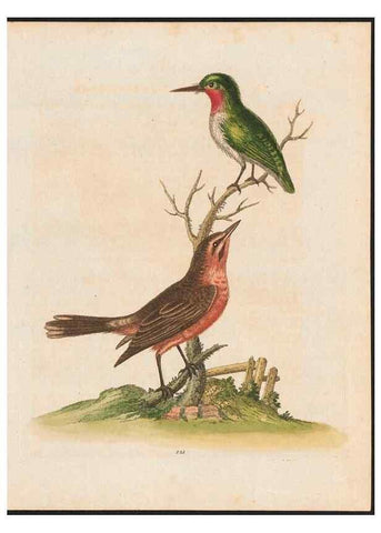 Reproducción/Reproduction 48858816857: A natural history of uncommon birds :. London :Printed for the author, at the College of Physicians in Warwick-Lane,1743-1751.. 